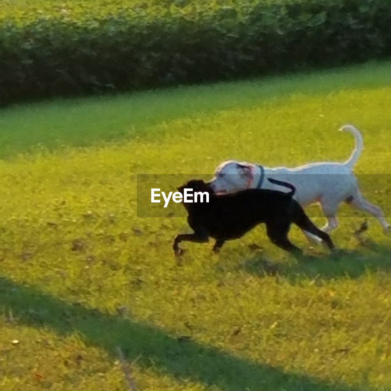 BLACK DOG RUNNING IN A GREEN FIELD