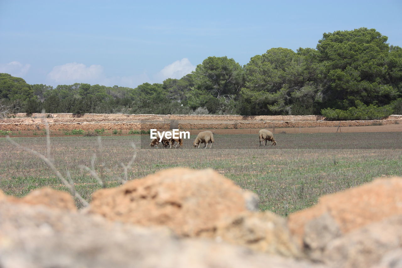 Goats and sheep in the dry and barren fields of ibiza and formentera among the fig trees