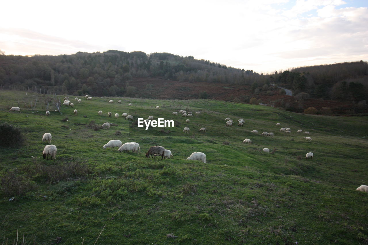 SHEEP ON FARM