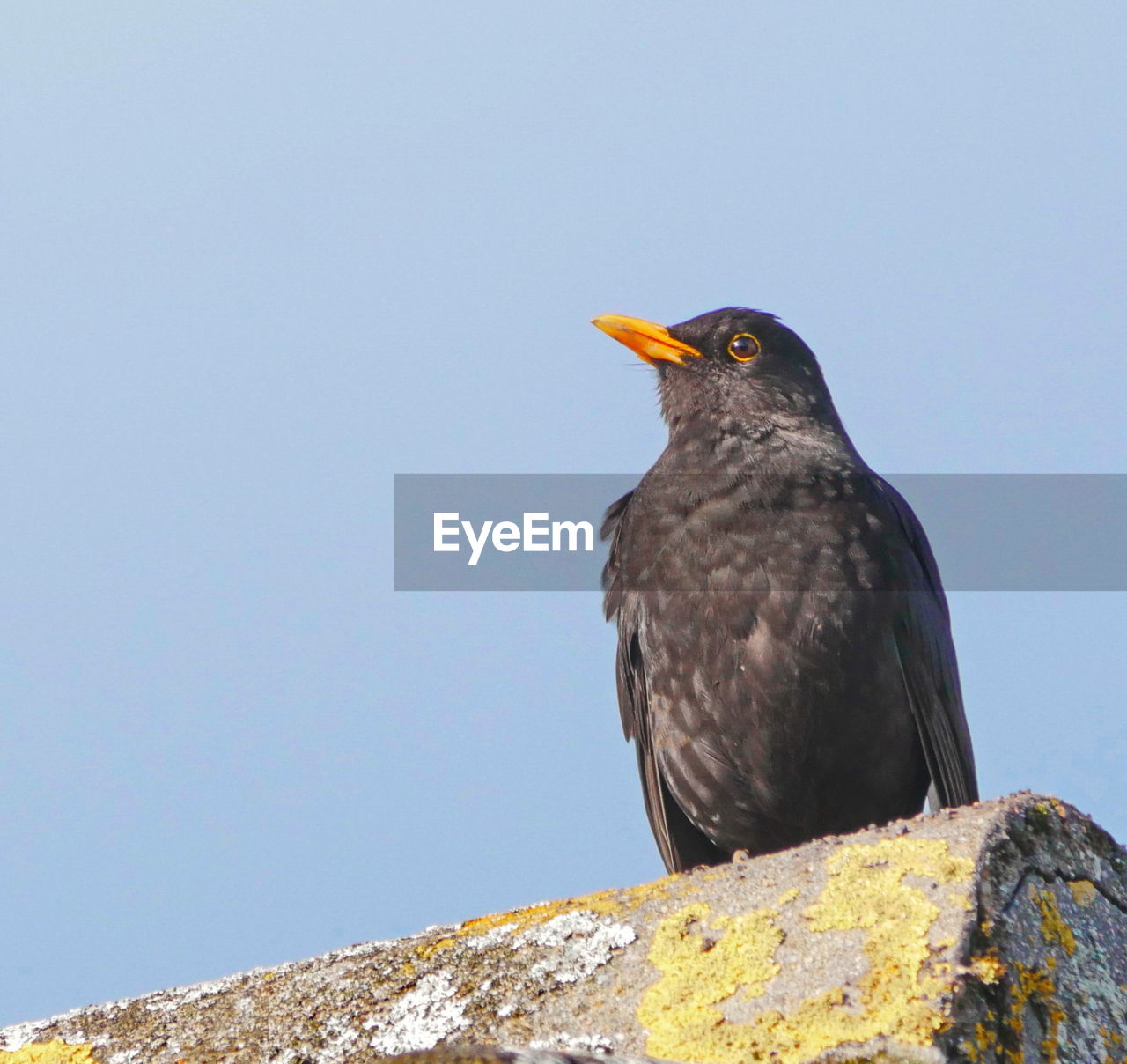 BIRD PERCHING ON ROCK AGAINST SKY