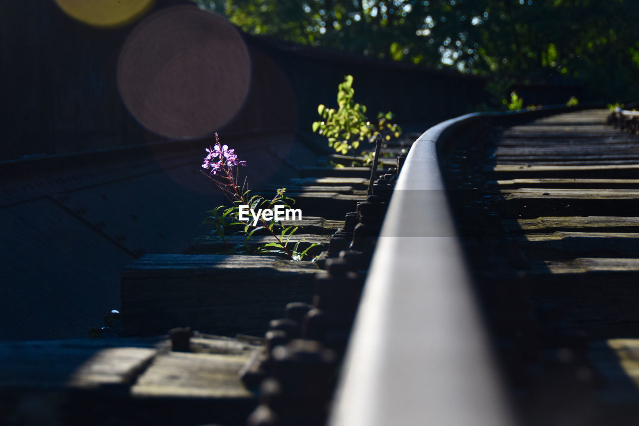 Close-up of purple flower on tracks