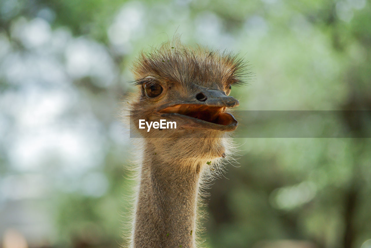 Close-up of ostrich