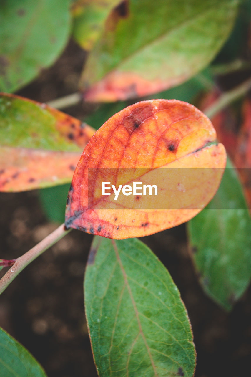 CLOSE-UP OF AUTUMNAL LEAF