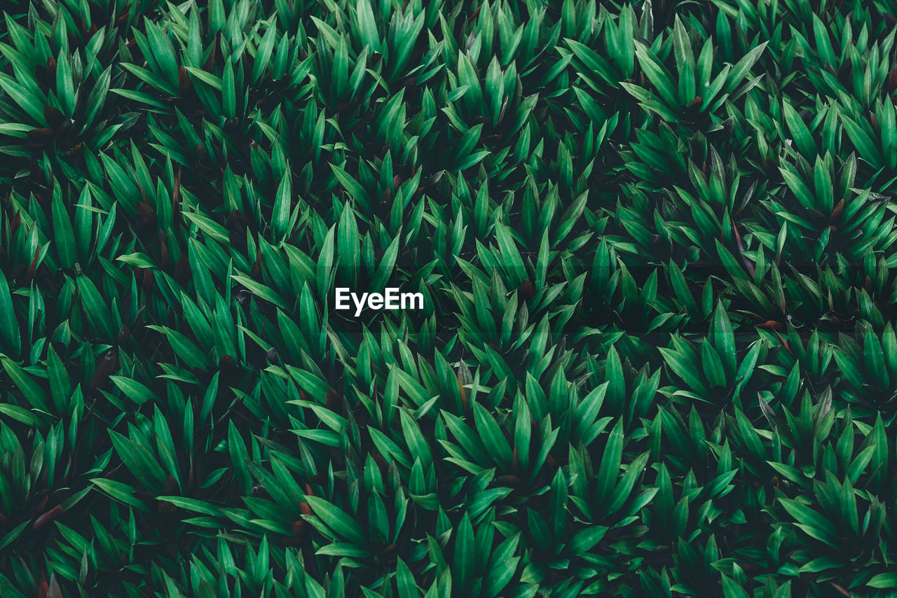 Full frame shot of bamboo plants on field