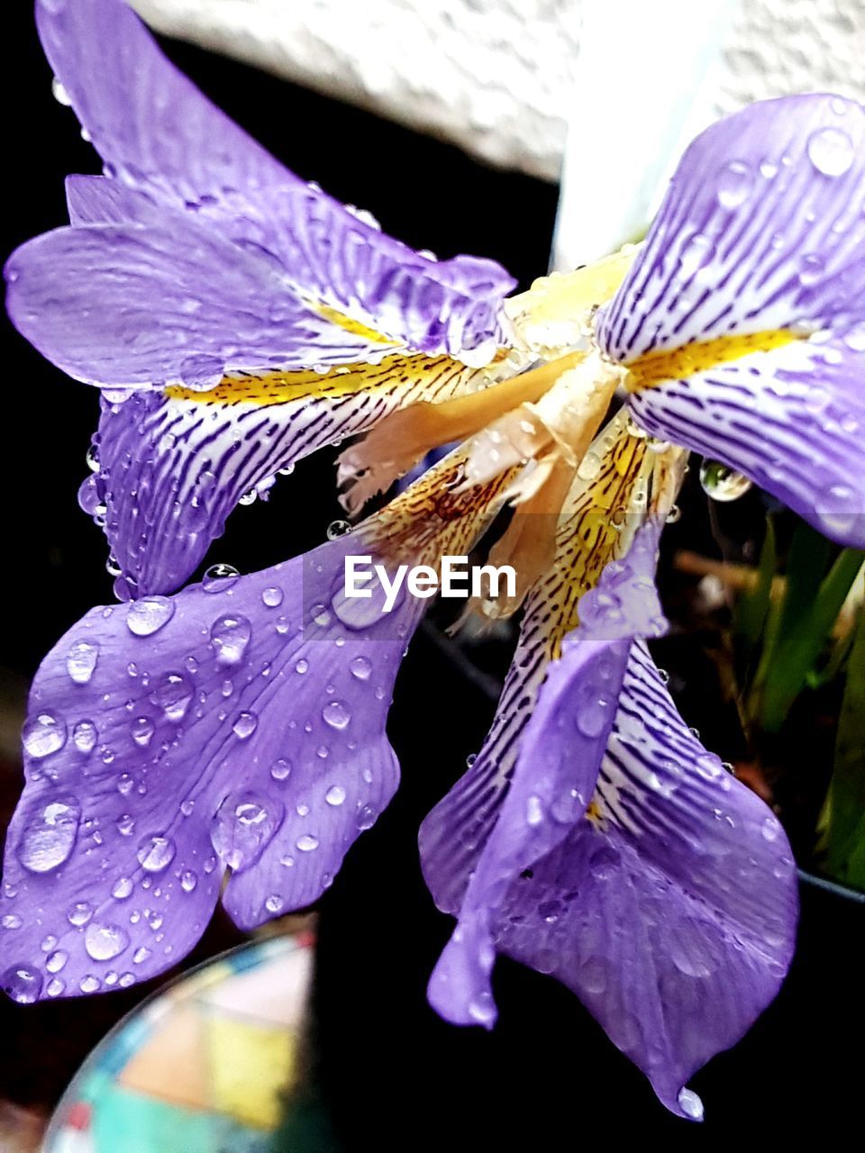 CLOSE-UP OF WATER DROPS ON LEAF