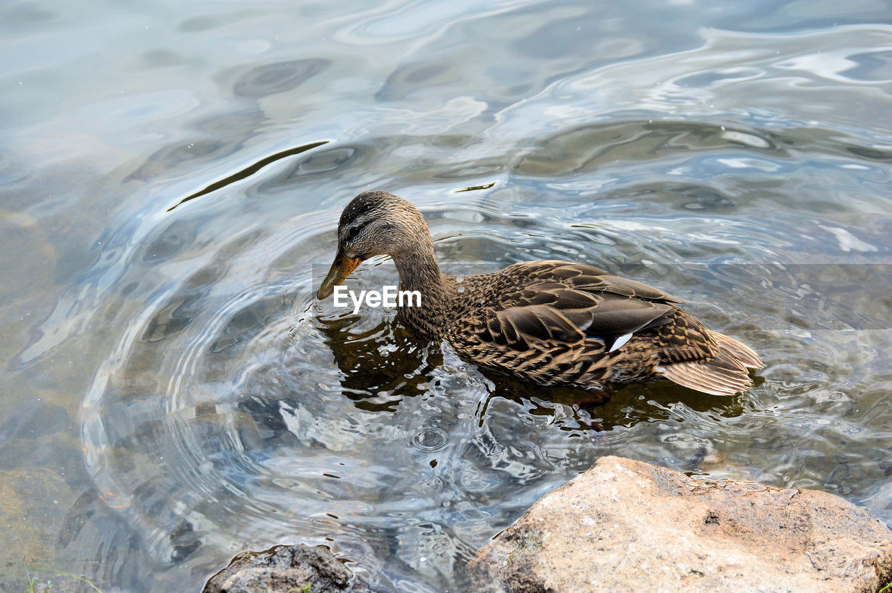 High angle view of female mallard duck swimming in lake