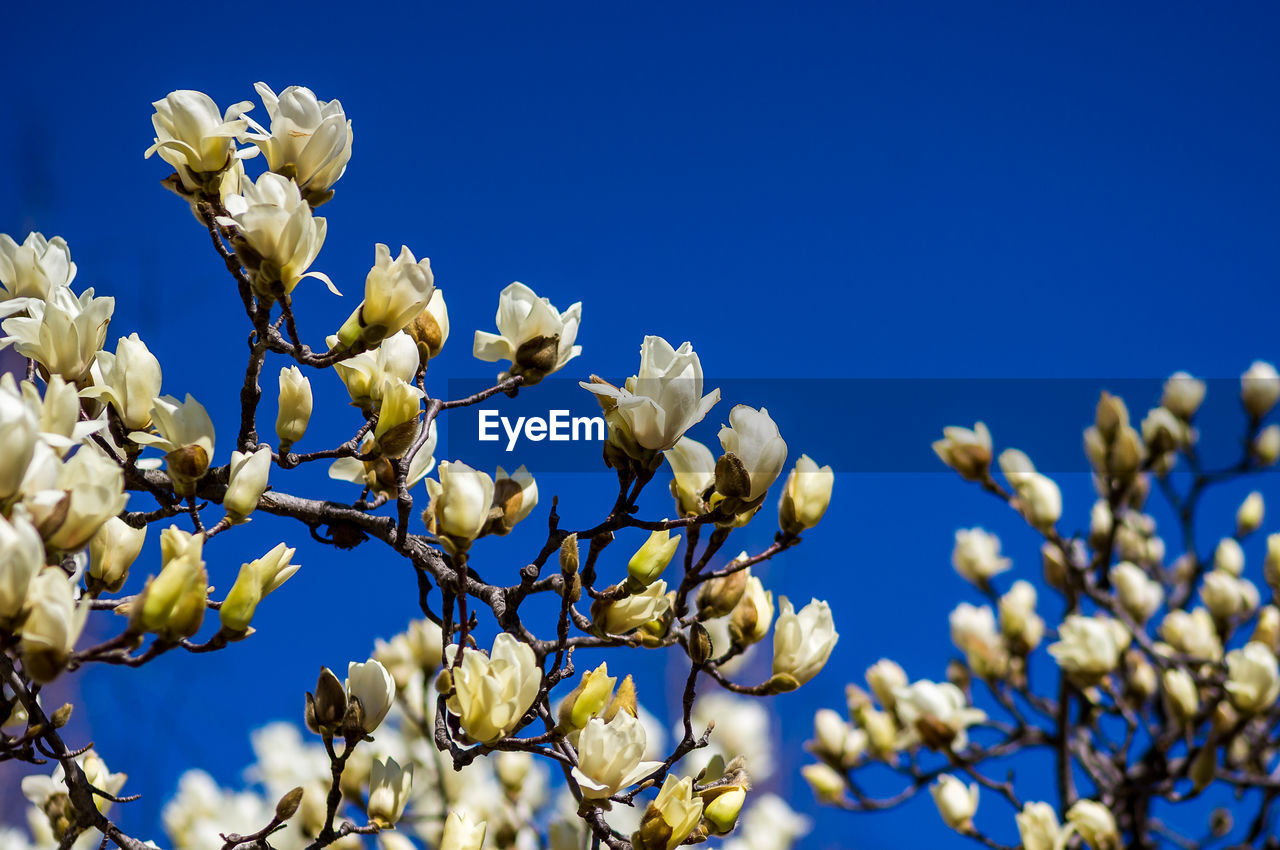 Low angle view of white flowering plant against clear blue sky