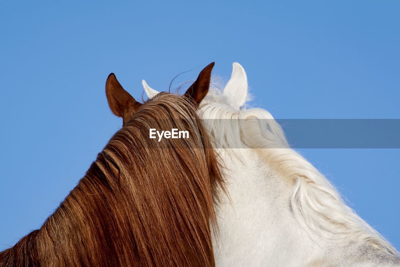 LOW ANGLE VIEW OF A HORSE AGAINST CLEAR BLUE SKY