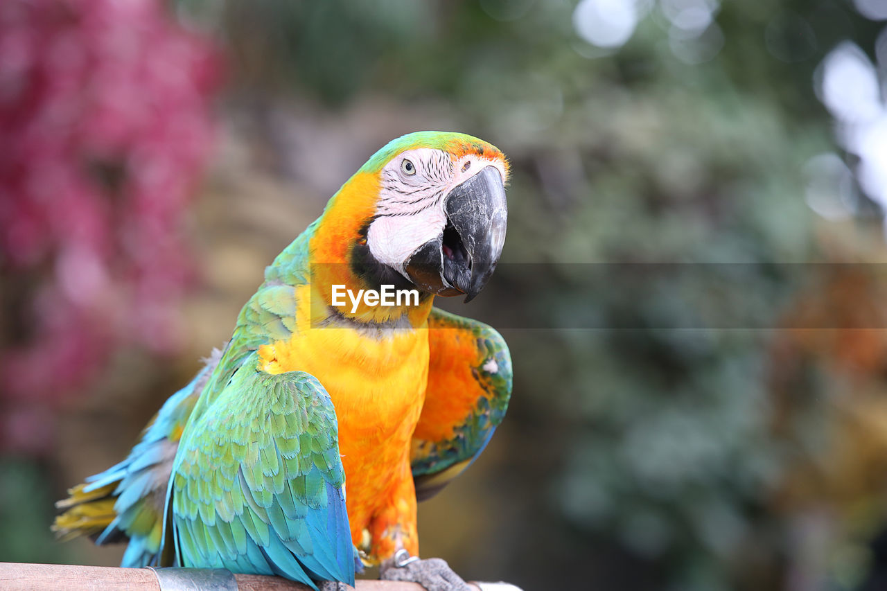 CLOSE-UP OF A BIRD