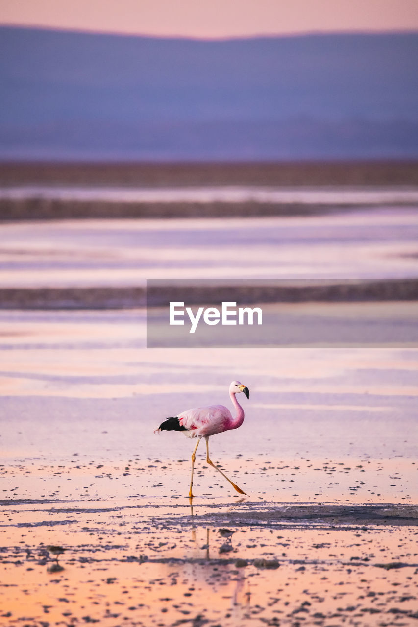 Flamingo at beach during sunset