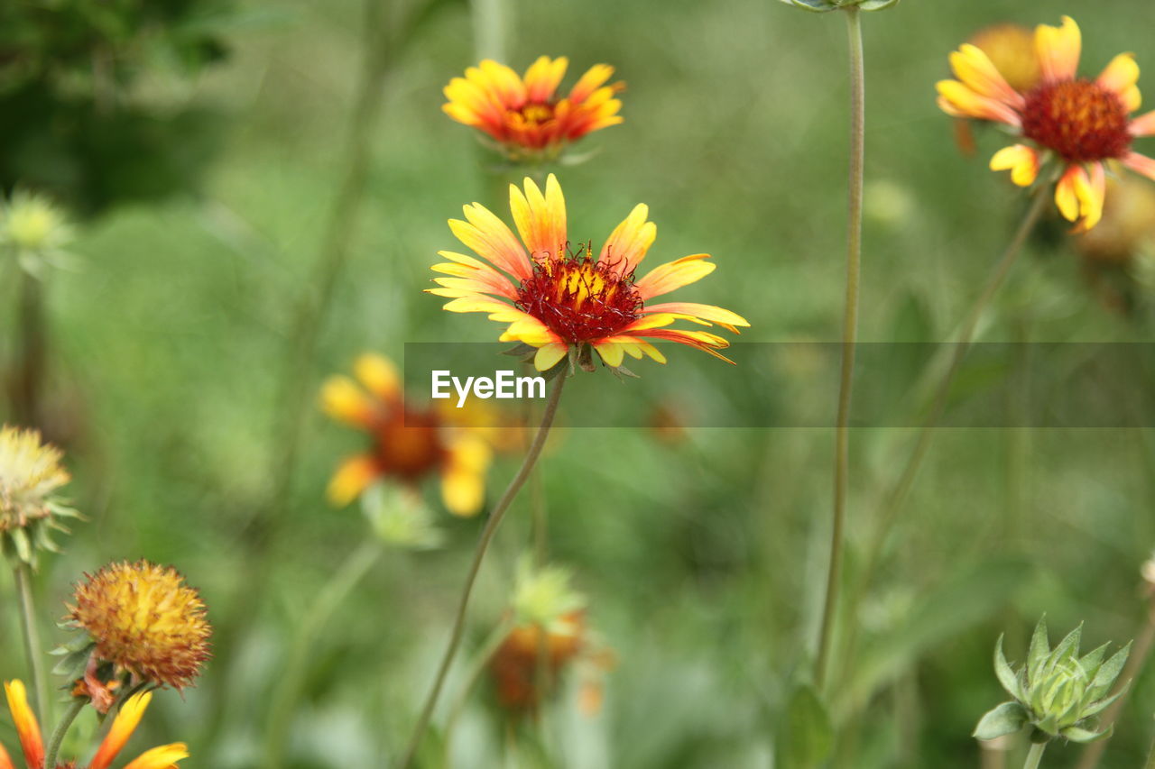 Close-up of yellow flowers blooming outdoors