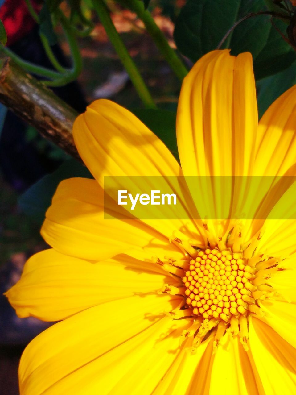 CLOSE-UP OF YELLOW FLOWERS BLOOMING