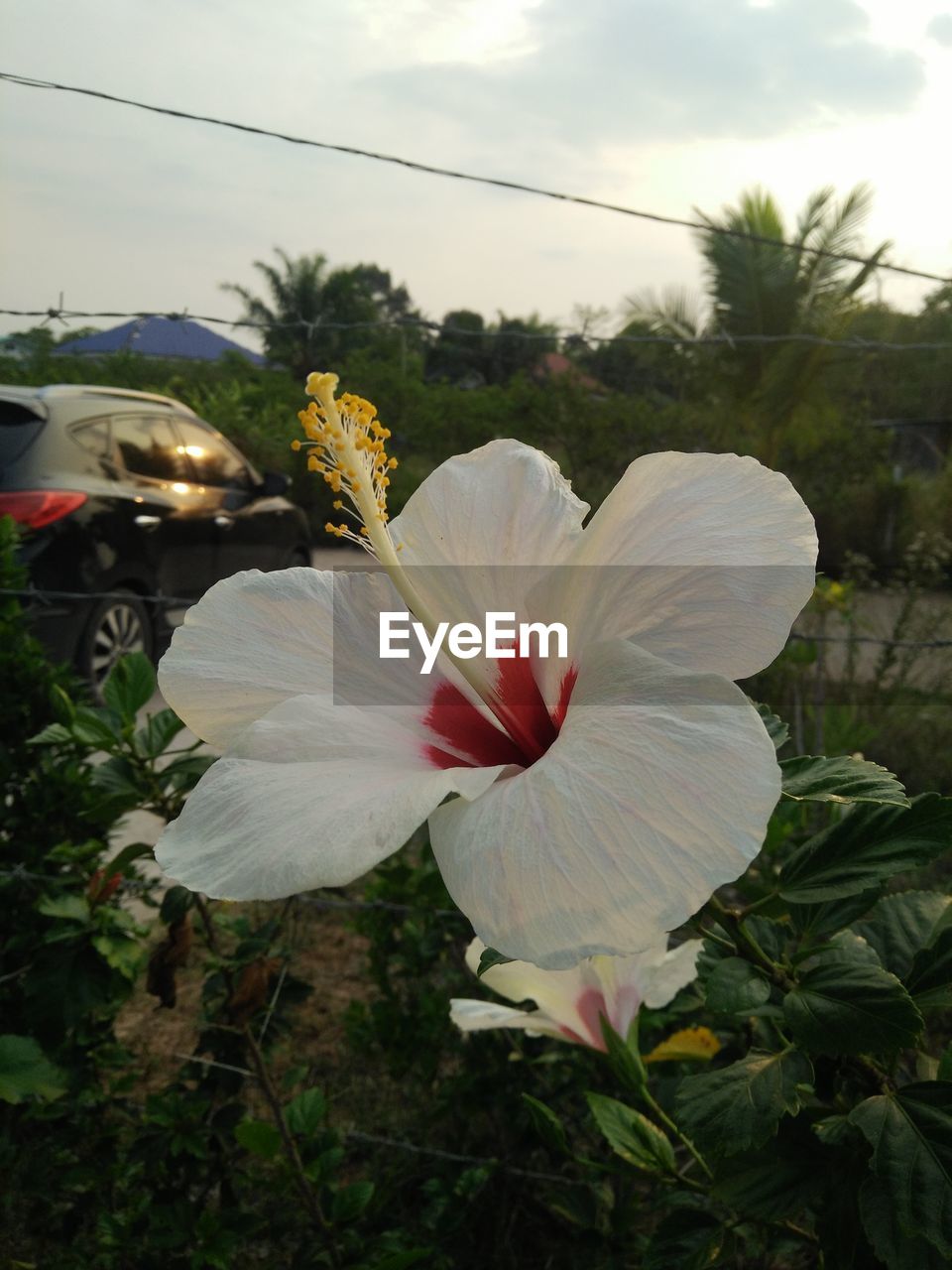 CLOSE-UP OF WHITE HIBISCUS BLOOMING ON PLANT