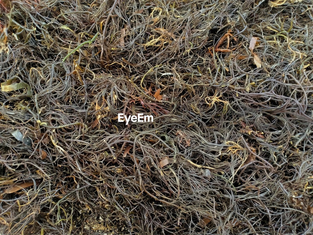 Full frame shot of dried plant on land