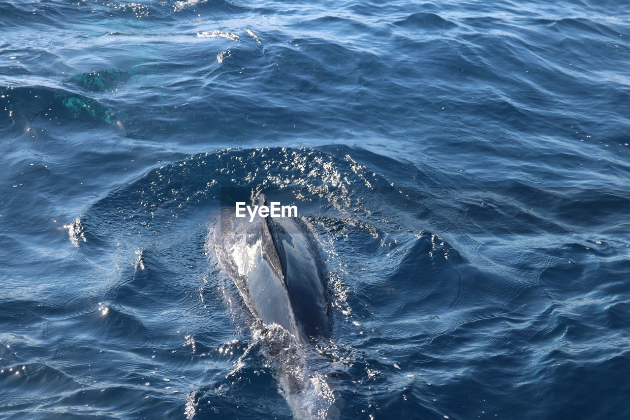 Close-up of whale swimming in sea