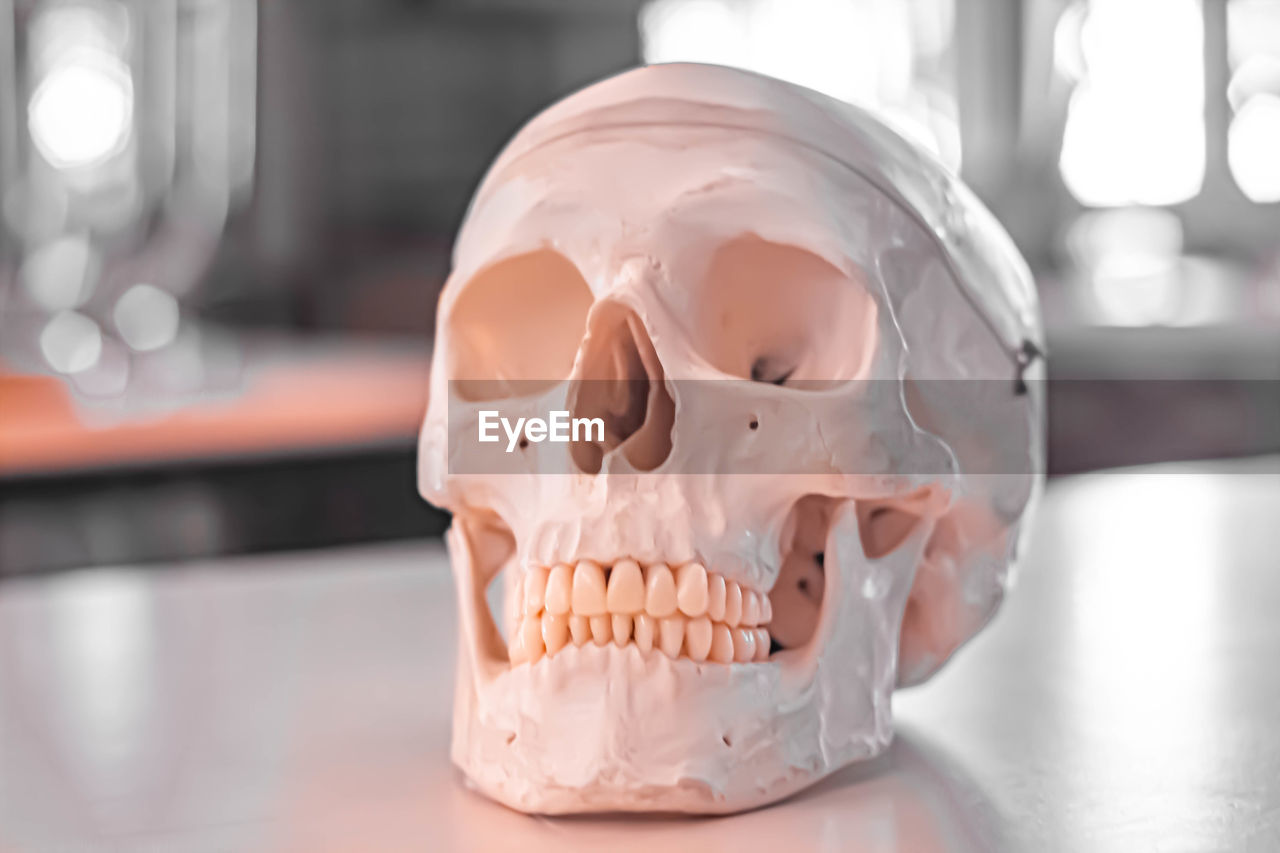 Close-up of human skull on table