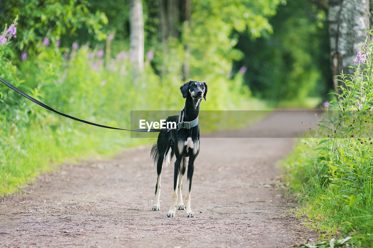 Dog standing on road