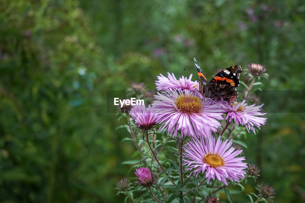 Close-up of bee on purple flowers