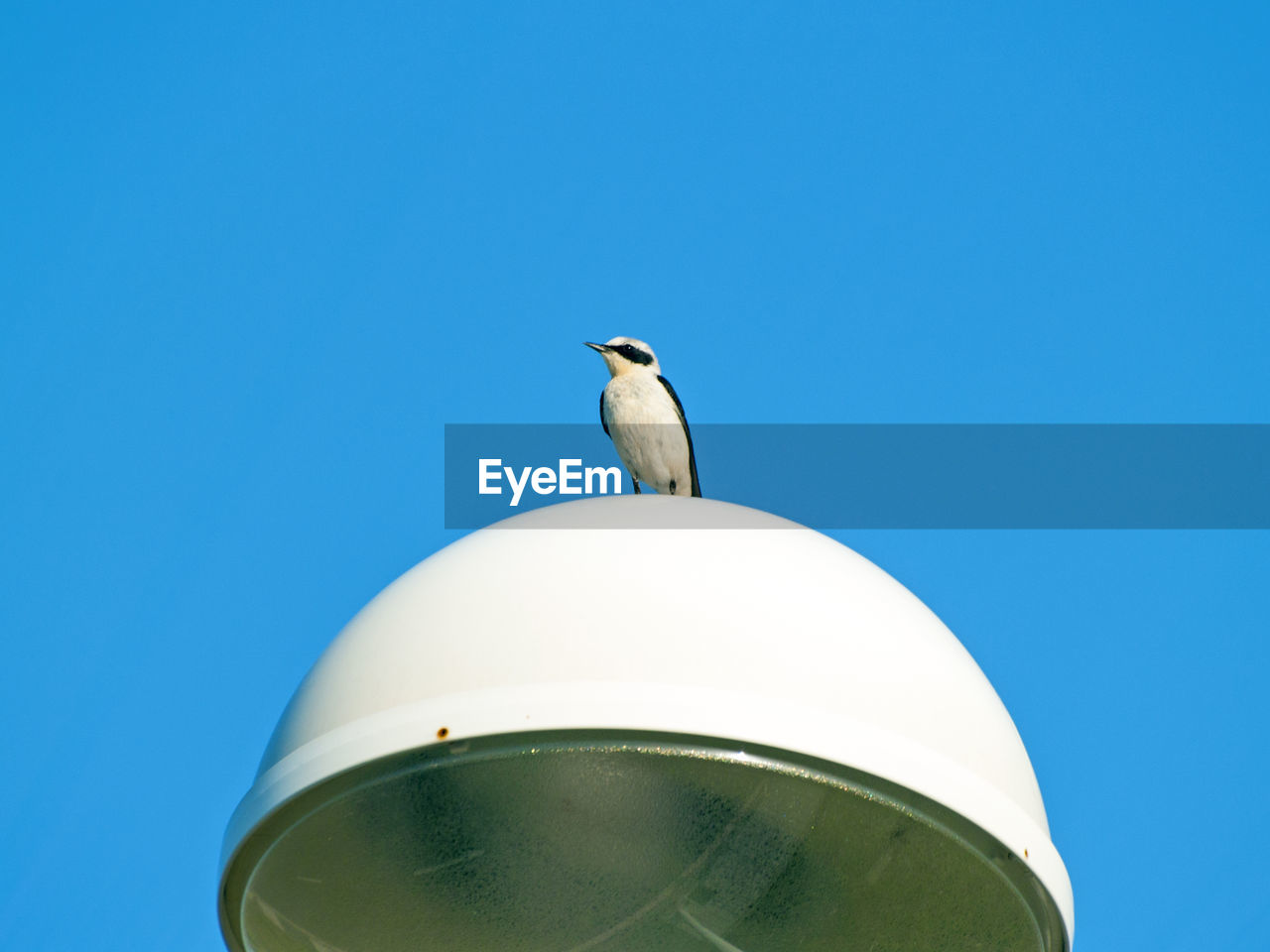 LOW ANGLE VIEW OF BIRD AGAINST CLEAR BLUE SKY