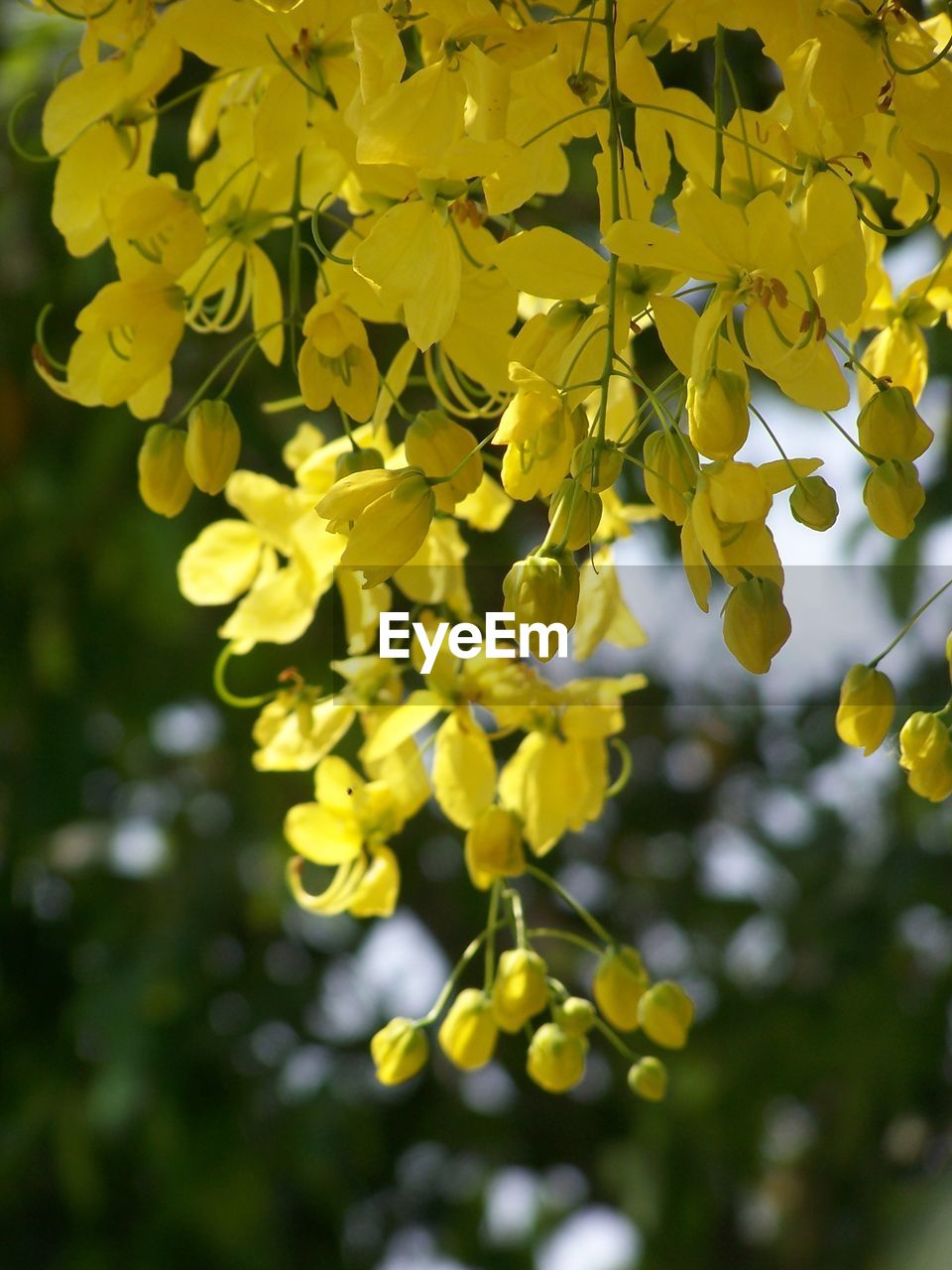 CLOSE-UP OF YELLOW FLOWERING PLANT AGAINST TREE