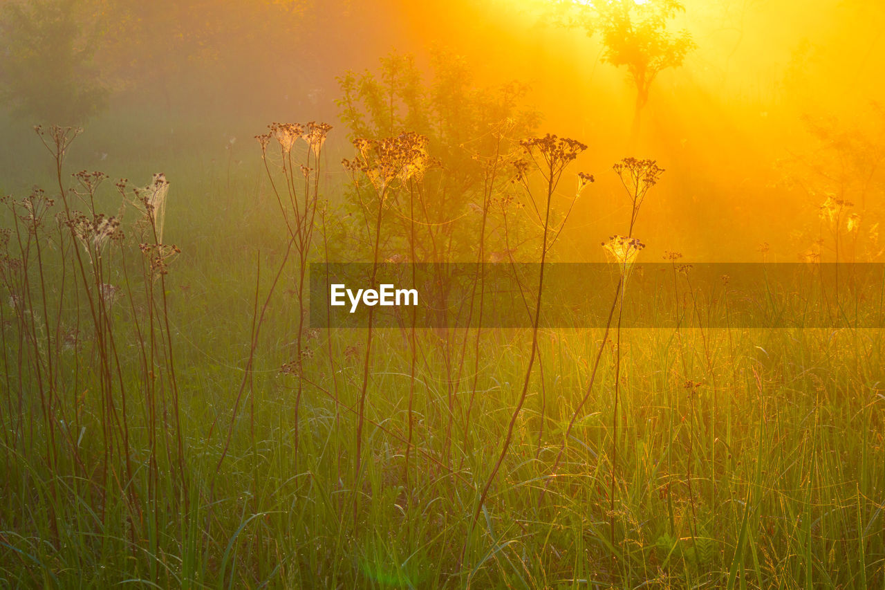 plant, beauty in nature, nature, sunlight, land, environment, landscape, morning, grass, sun, field, sky, tranquility, fog, grassland, scenics - nature, sunbeam, sunrise, prairie, rural scene, tree, yellow, tranquil scene, summer, growth, no people, meadow, twilight, non-urban scene, forest, back lit, idyllic, natural environment, plain, outdoors, flower, freshness, green, social issues, dawn, agriculture, vibrant color, lens flare, flowering plant, gold, atmospheric mood, backgrounds, water, environmental conservation, springtime, leaf, light - natural phenomenon, wildflower, mist, multi colored, crop, cloud, travel destinations, woodland, travel, day, plant part, bright