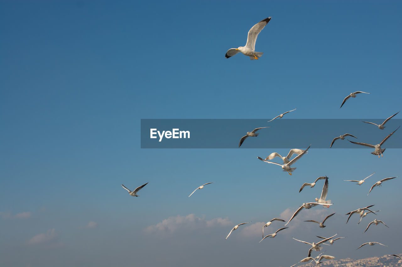LOW ANGLE VIEW OF SEAGULLS FLYING AGAINST CLEAR BLUE SKY