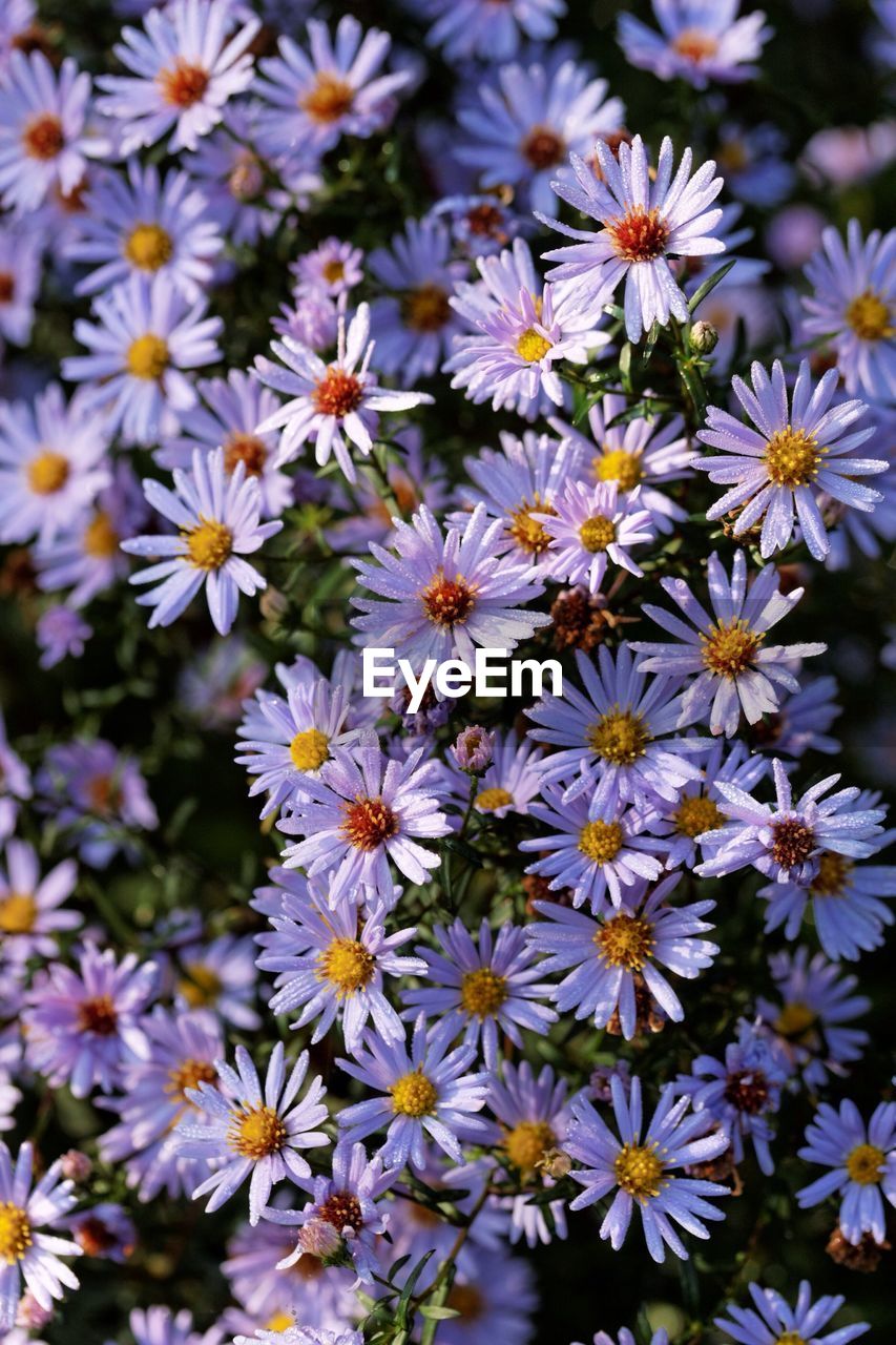 Full frame shot of purple daisies blooming outdoors