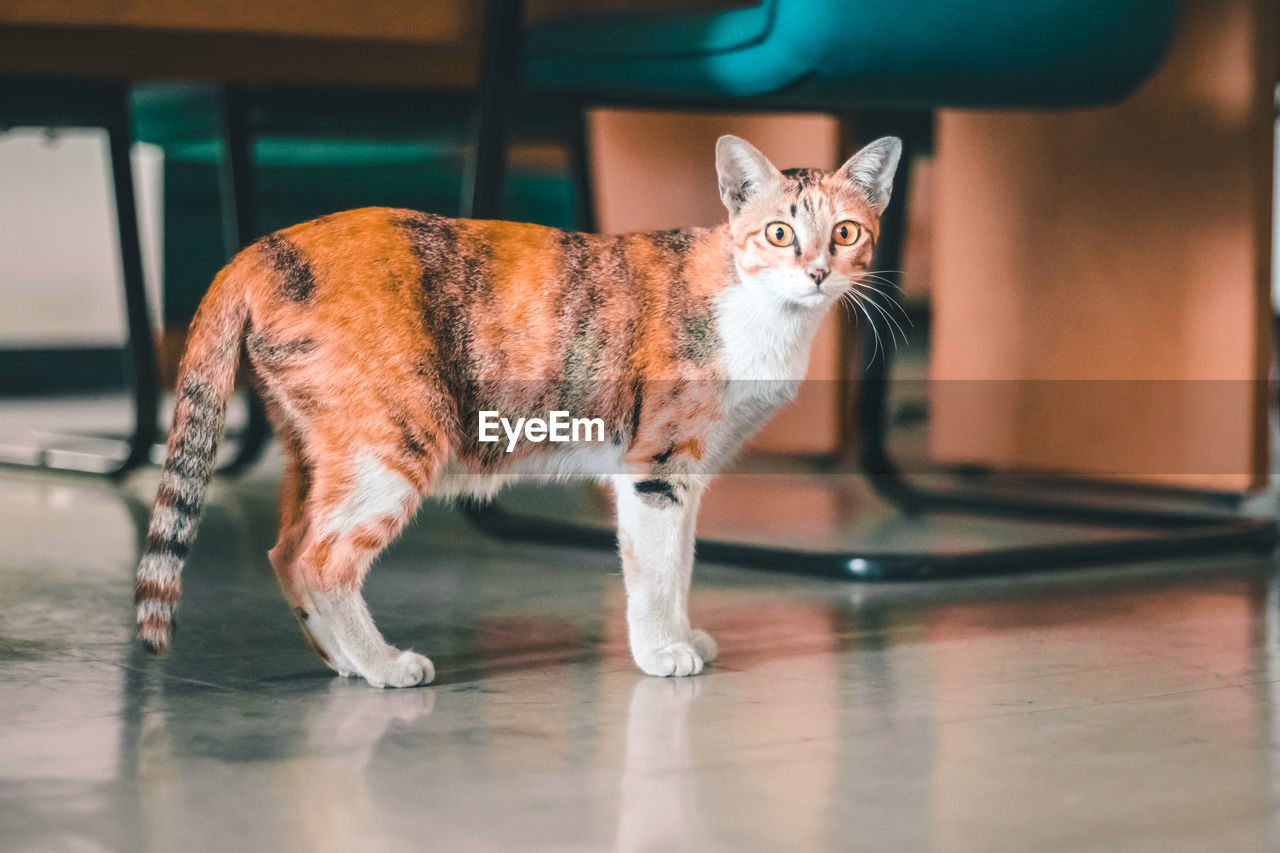 Portrait of cat on hardwood floor