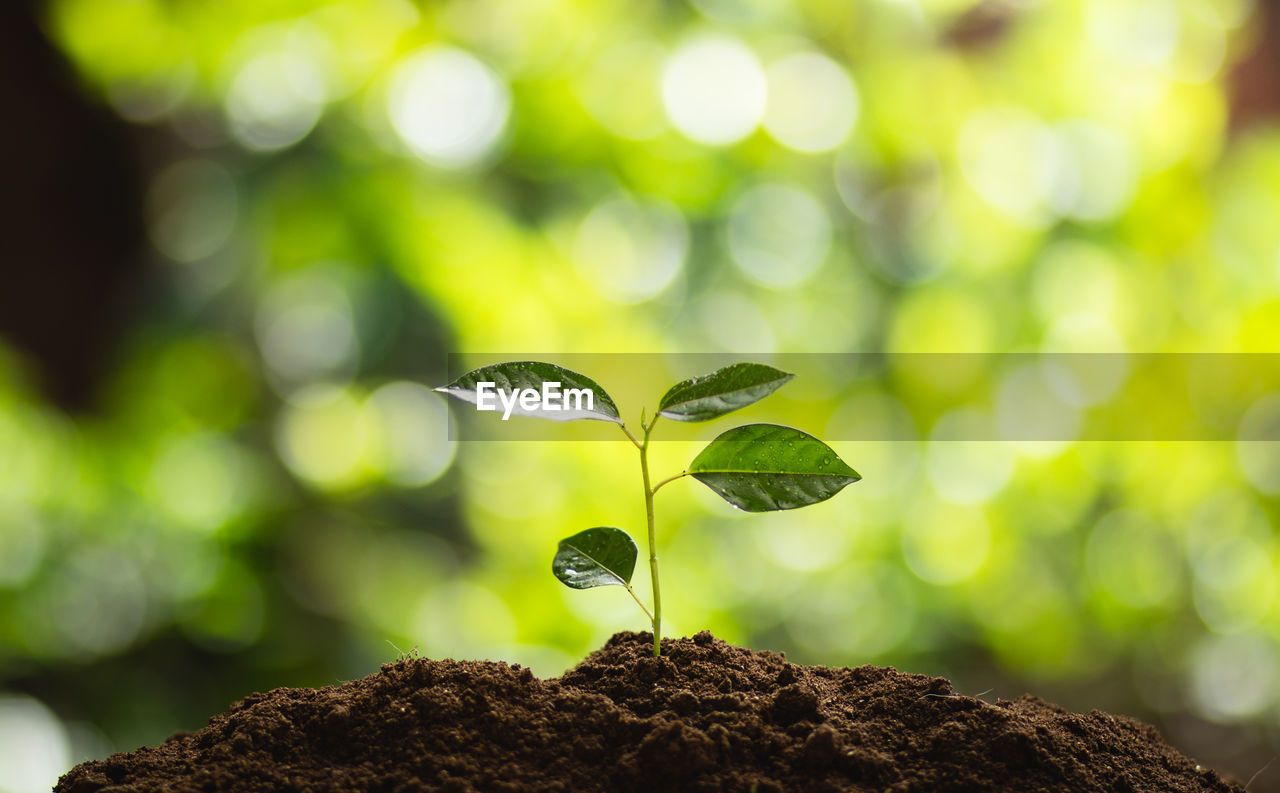 Close-up of seedling growing in mud