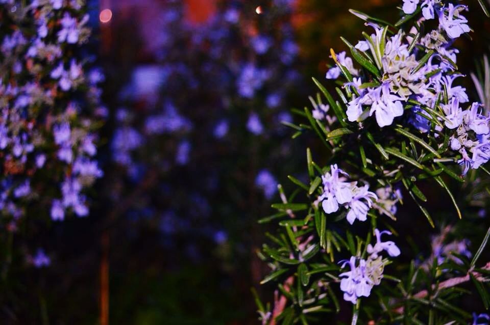 CLOSE-UP OF PURPLE FLOWERS BLOOMING