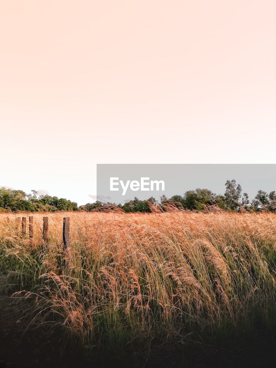 FIELD AGAINST CLEAR SKY