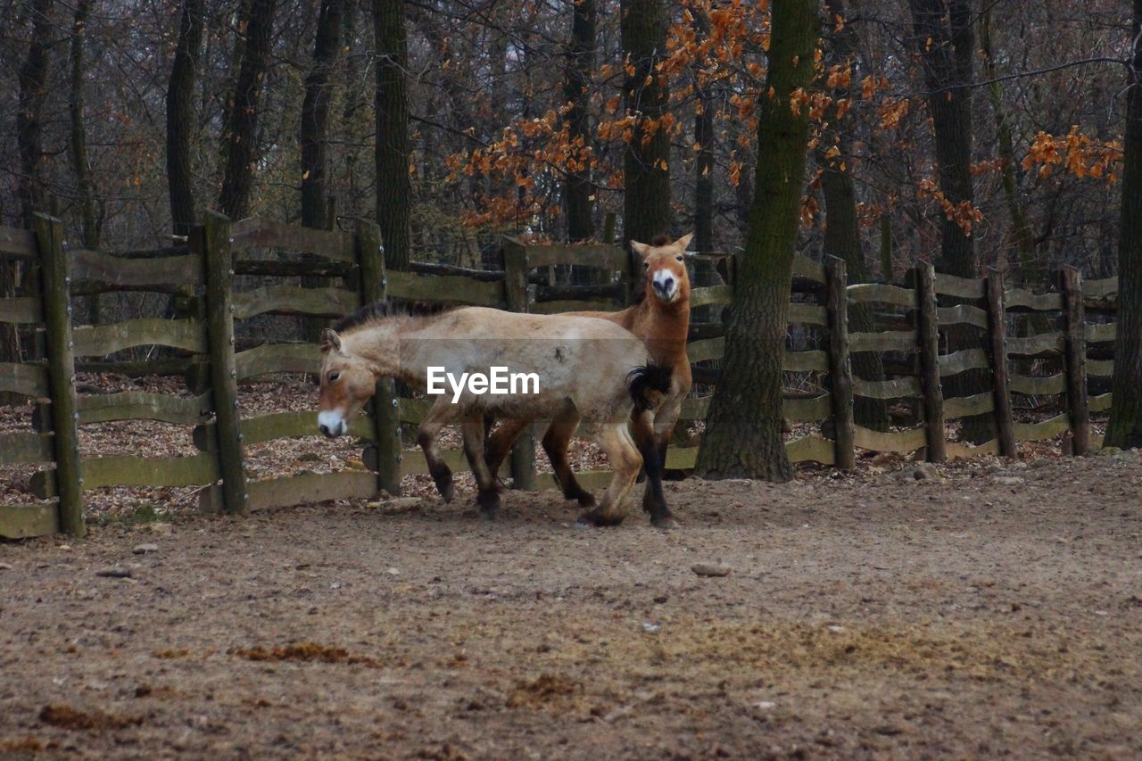 HERD OF SHEEP IN FOREST