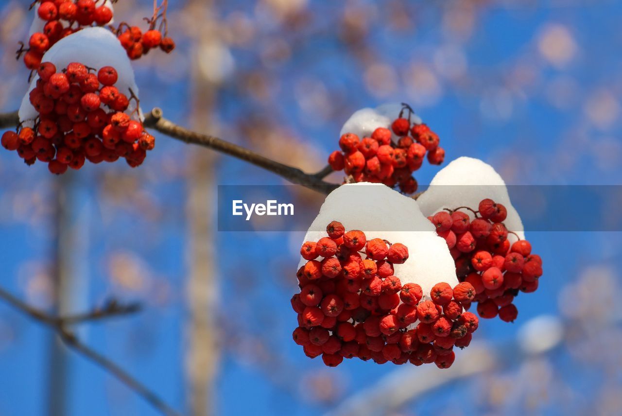 Close-up of berries on tree against sky