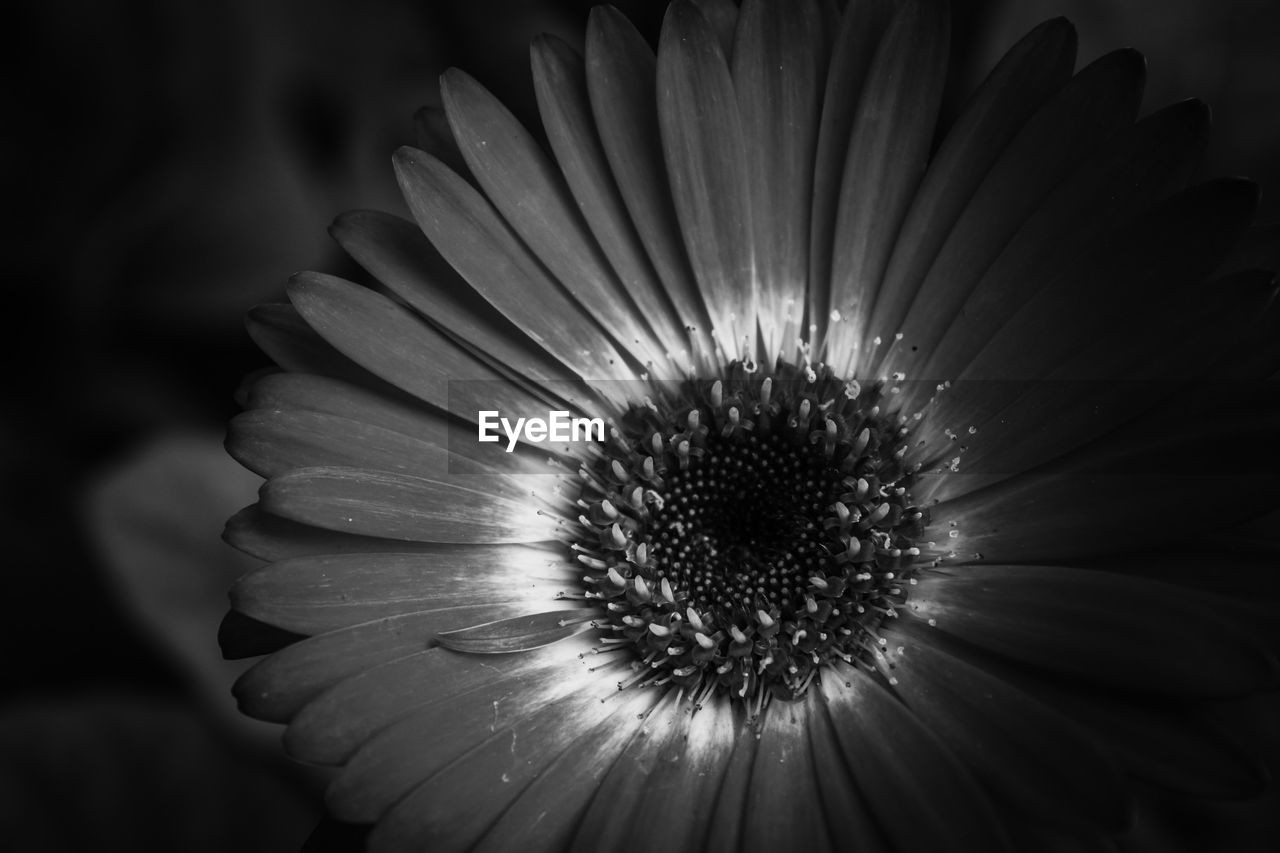 Close-up of flower blooming outdoors