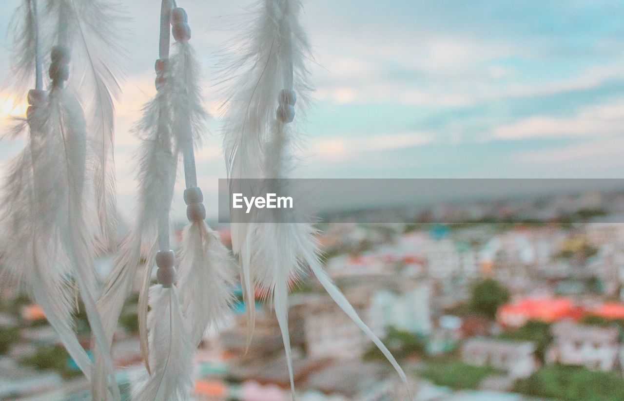 CLOSE-UP OF FRESH SKY AGAINST THE BACKGROUND