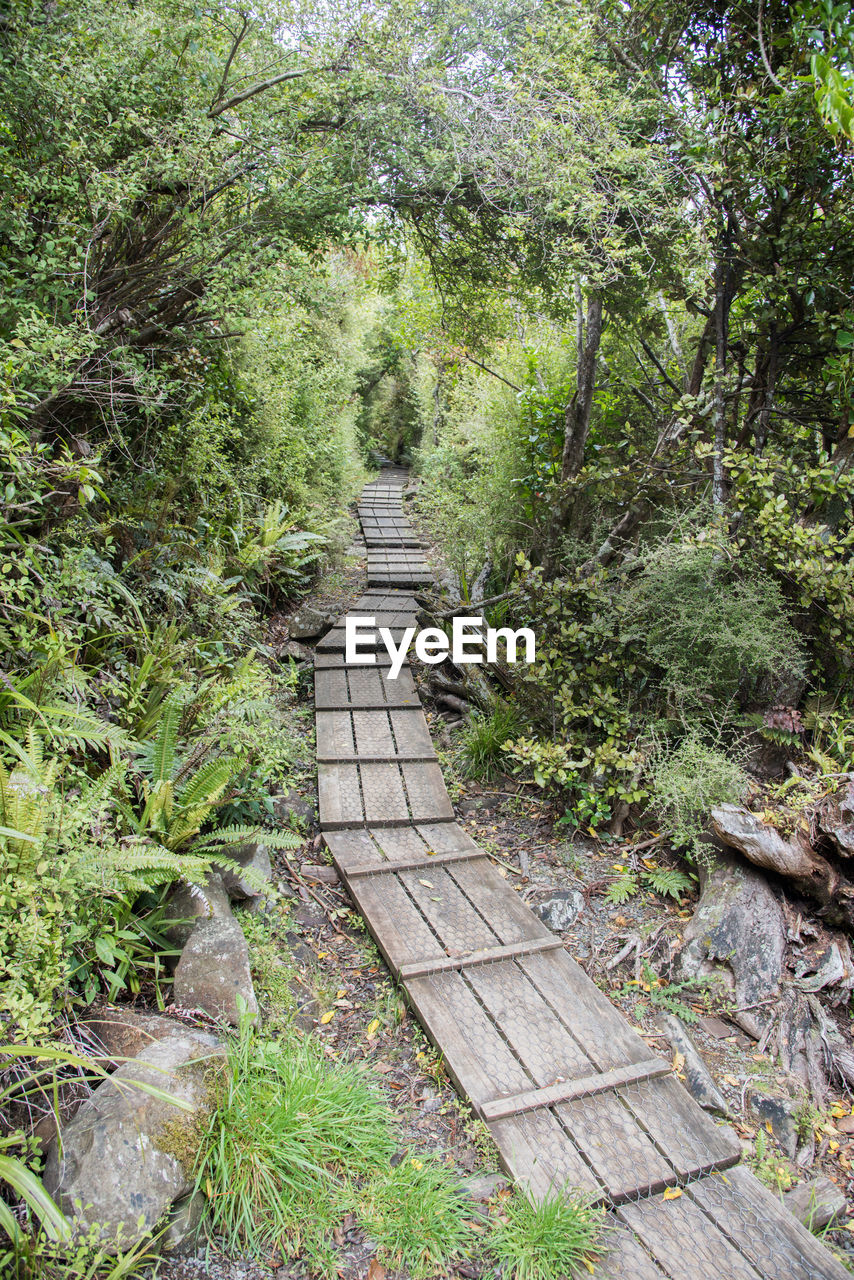 FOOTPATH LEADING TOWARDS FOREST