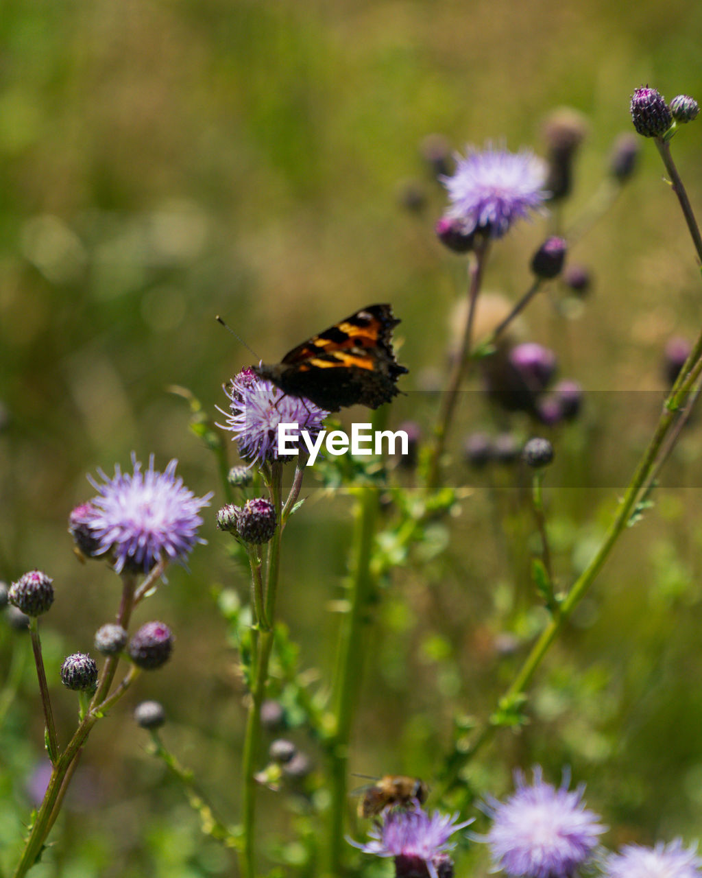 Close-up of butterfly pollinating on purple flower