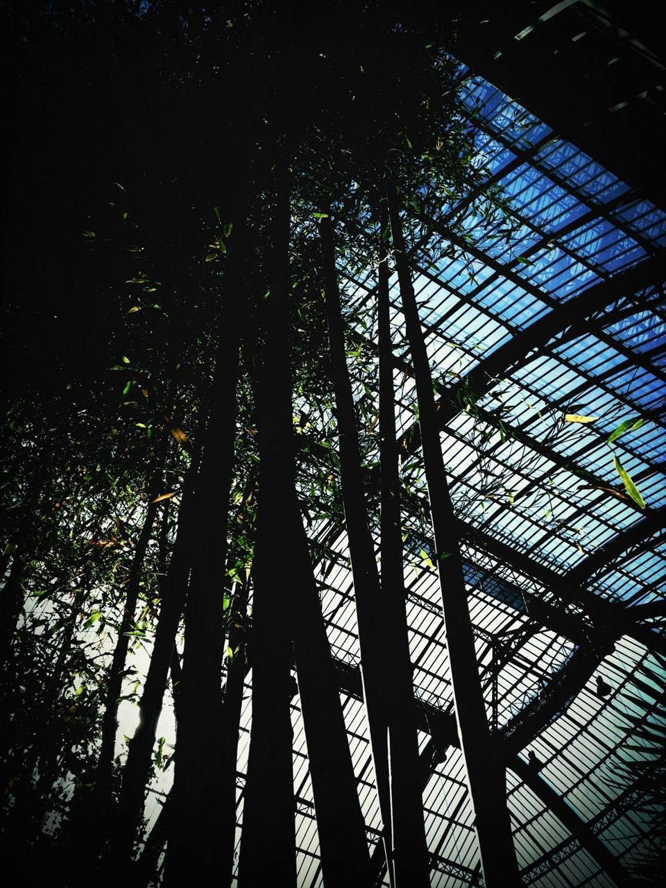 LOW ANGLE VIEW OF TREES AGAINST SKY