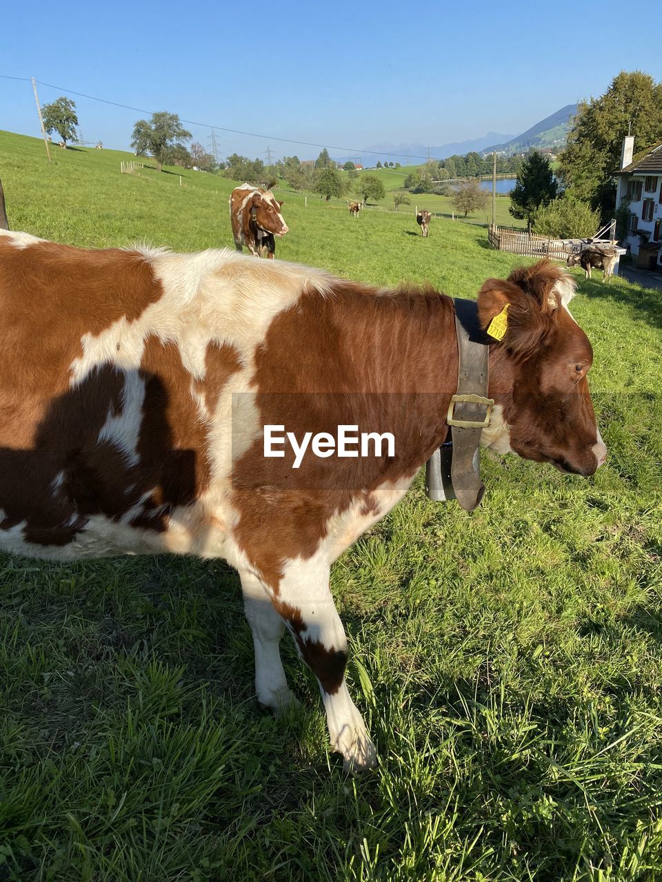 COWS GRAZING IN FIELD