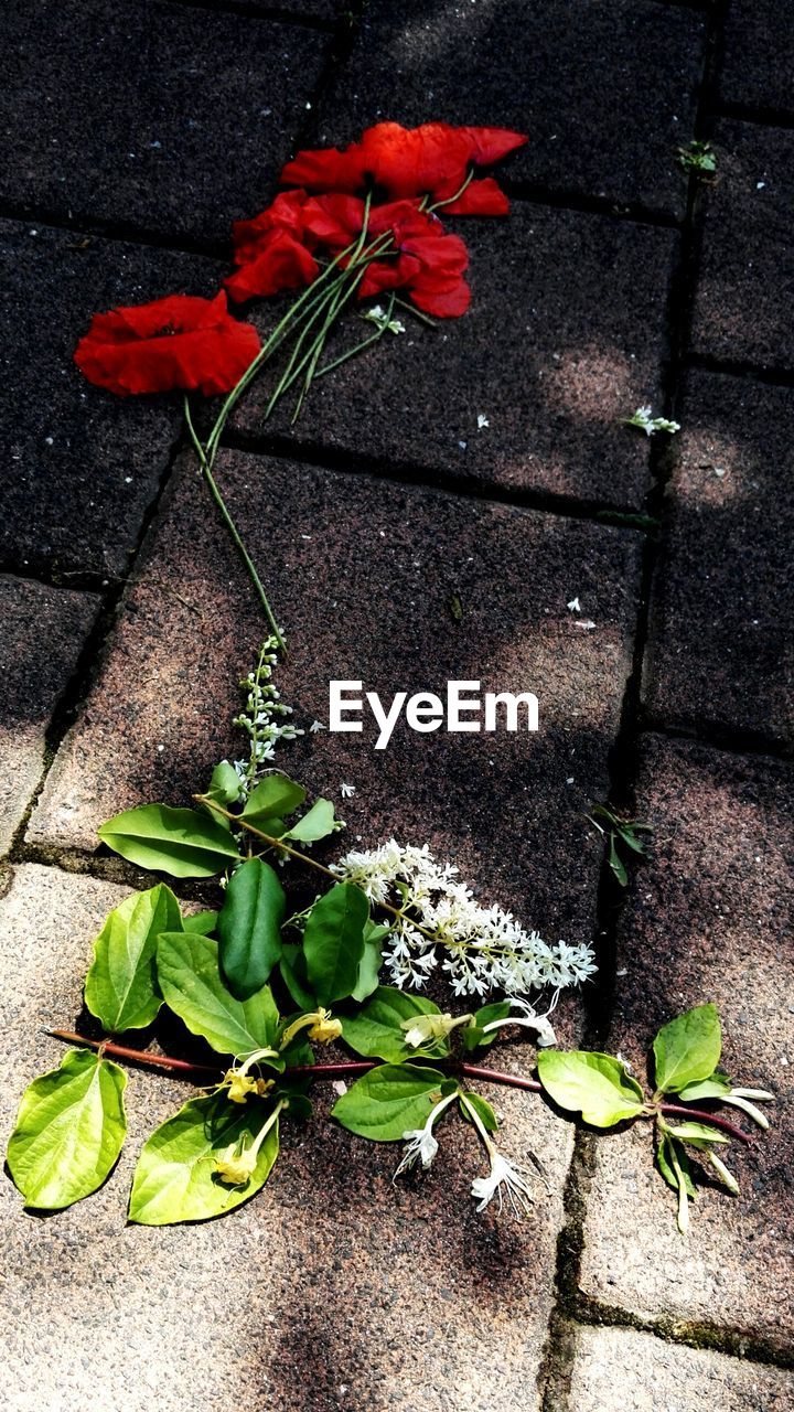 Close up of red flowers