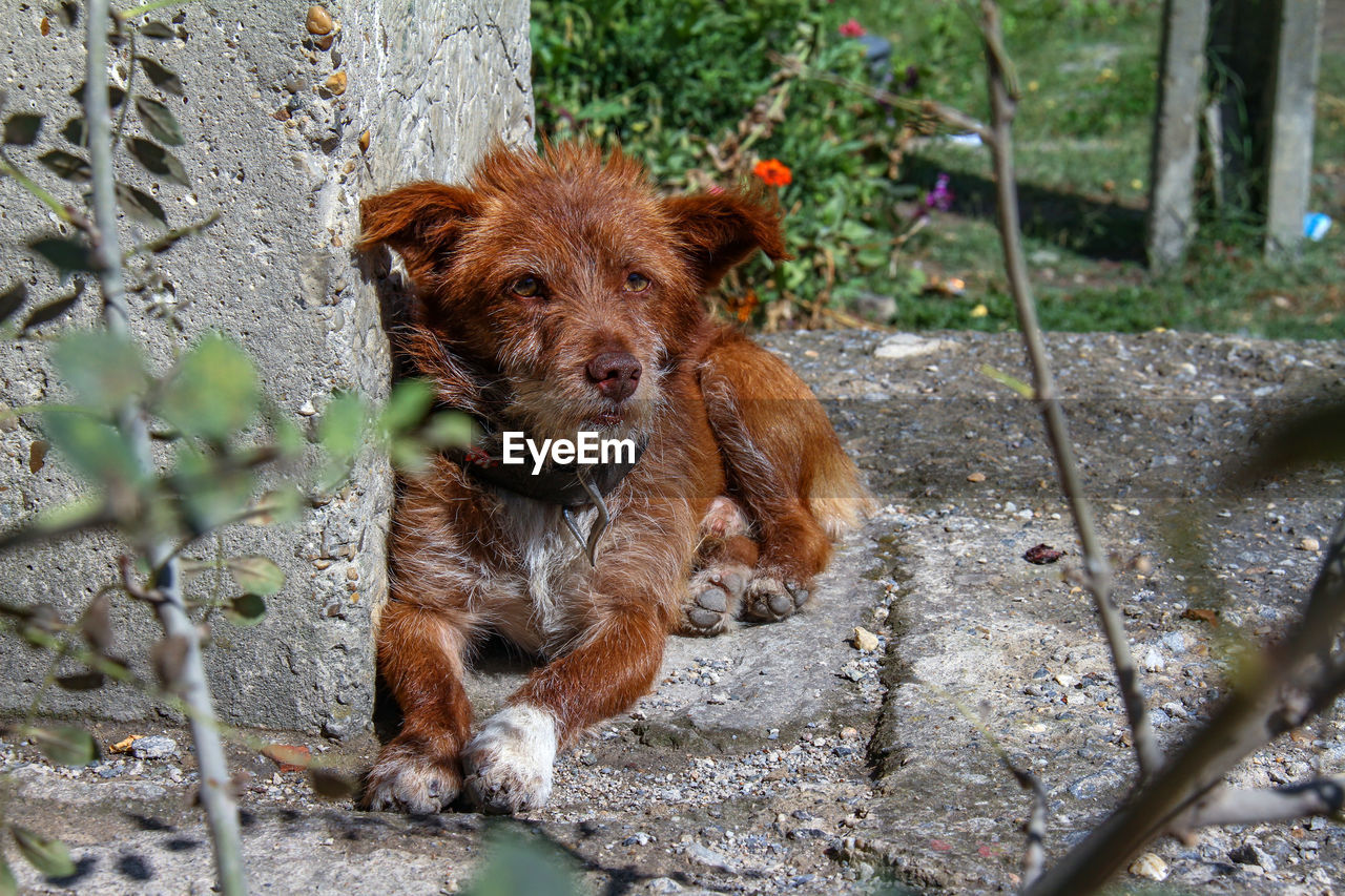 PORTRAIT OF DOG IN PARK