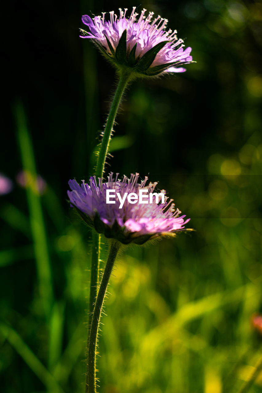 Close-up of purple flowering plant