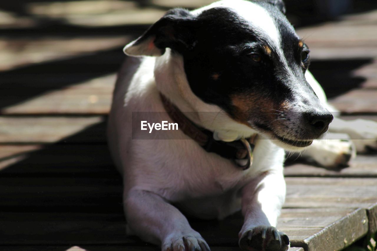 CLOSE-UP OF A DOG LOOKING AWAY OUTDOORS