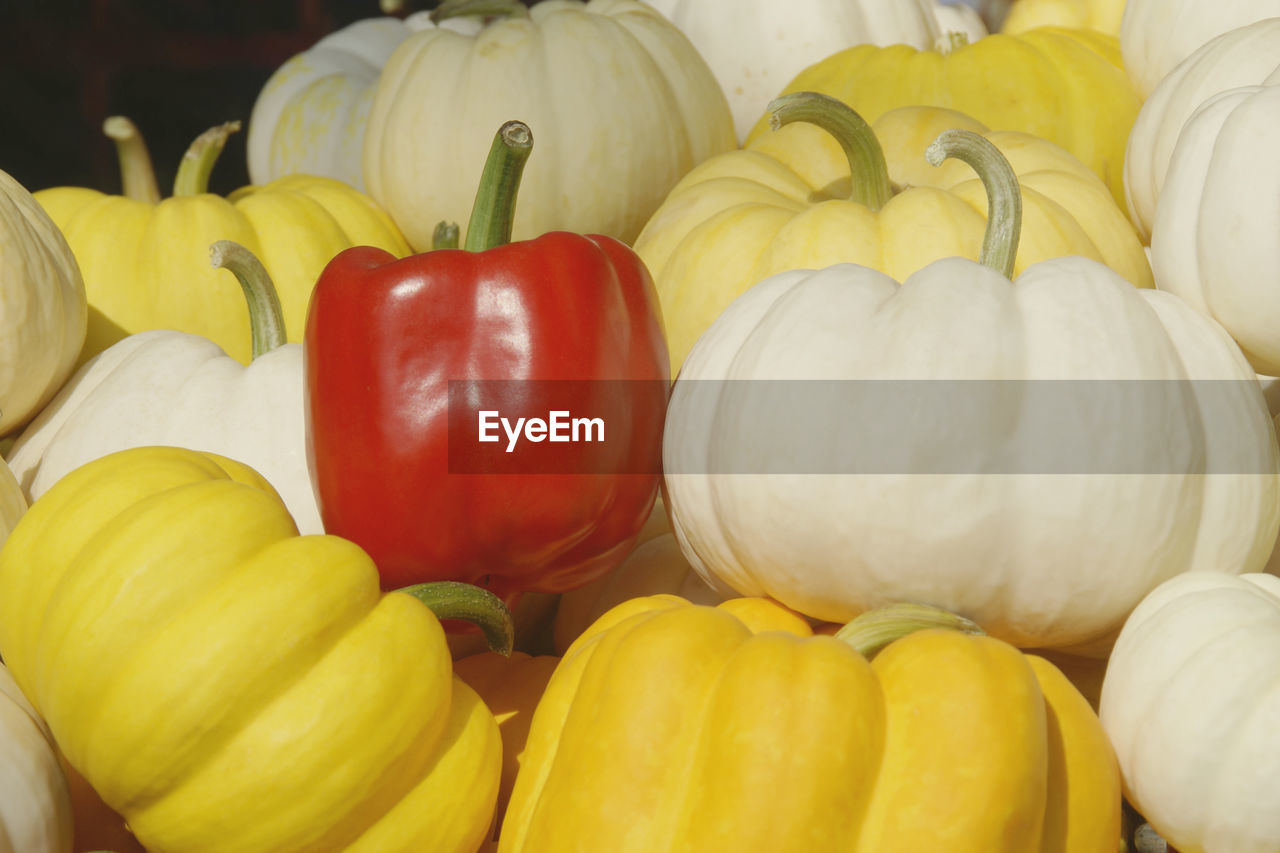 Pile of white yellow pumpkins with red bell pepper