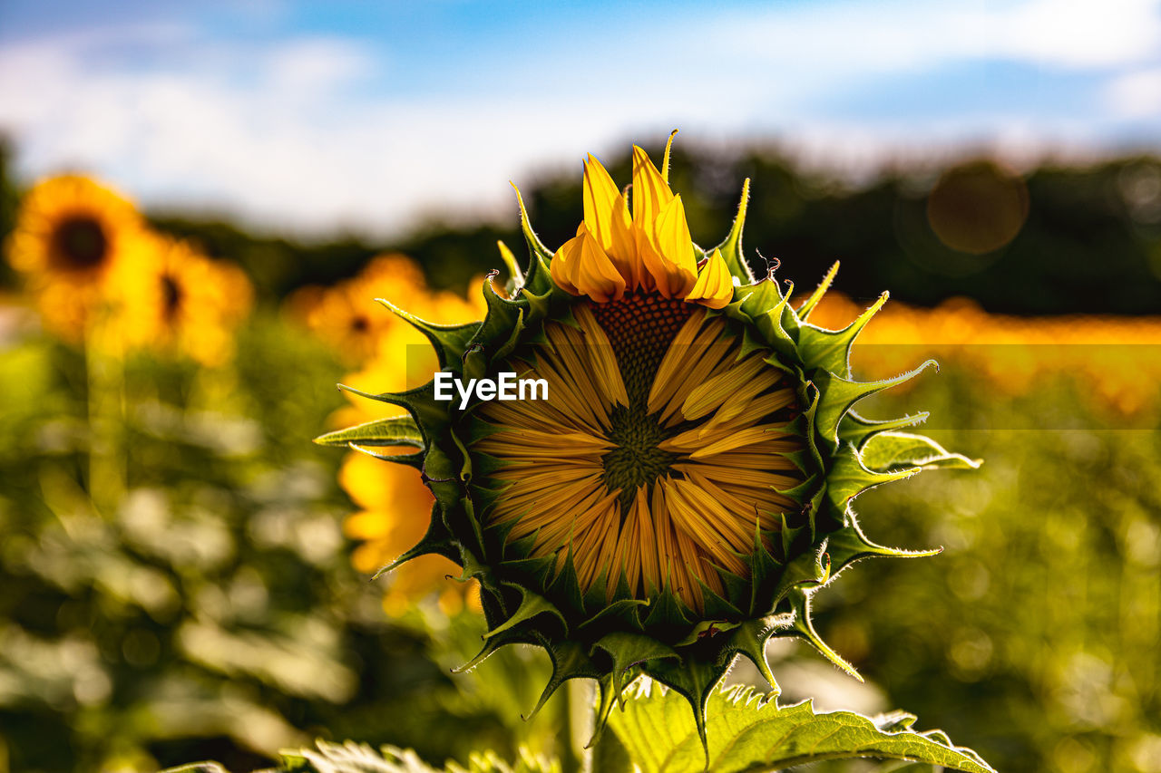 Close-up of sunflower 