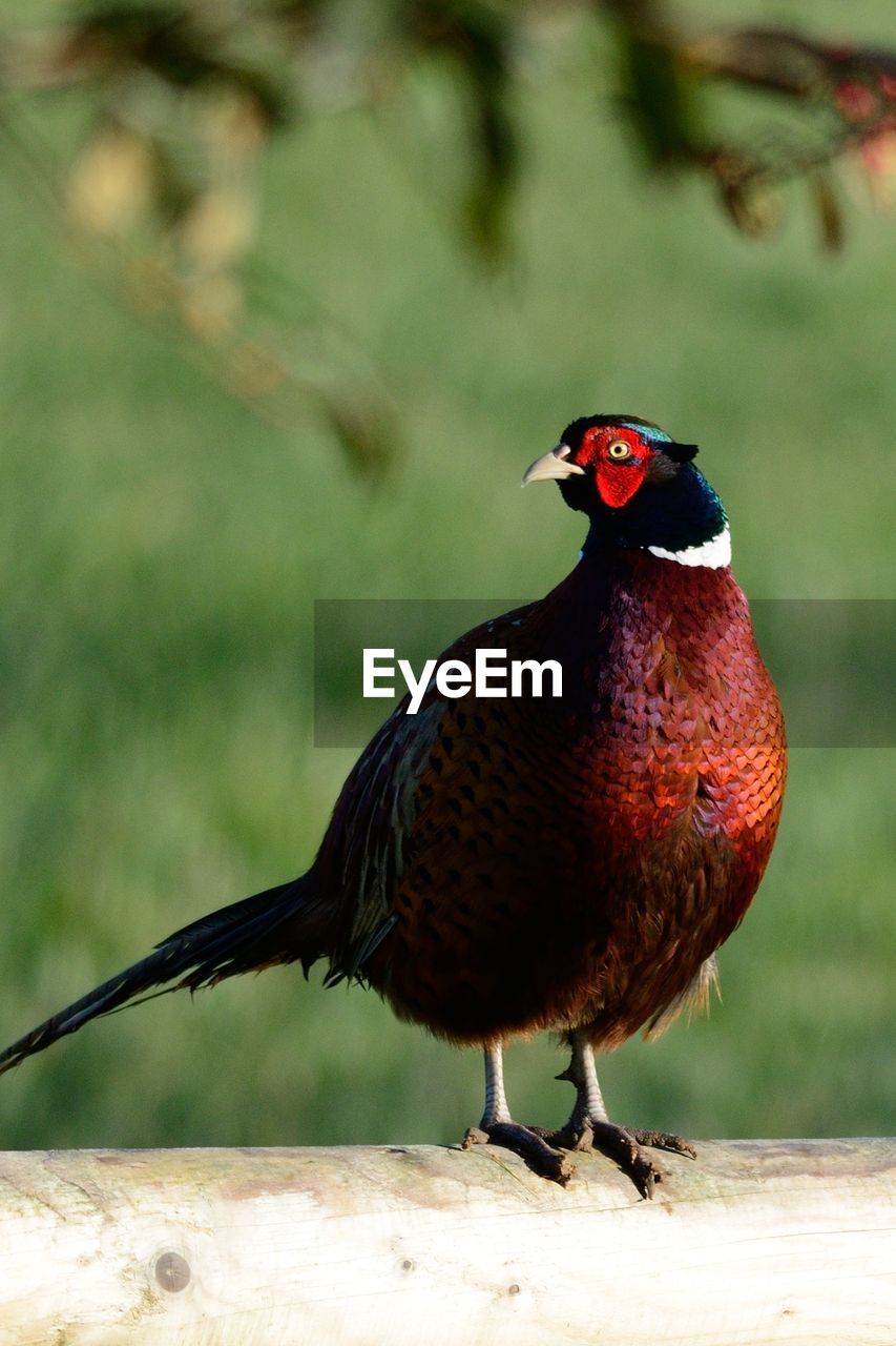 Close-up of ring-necked pheasant perching on railing