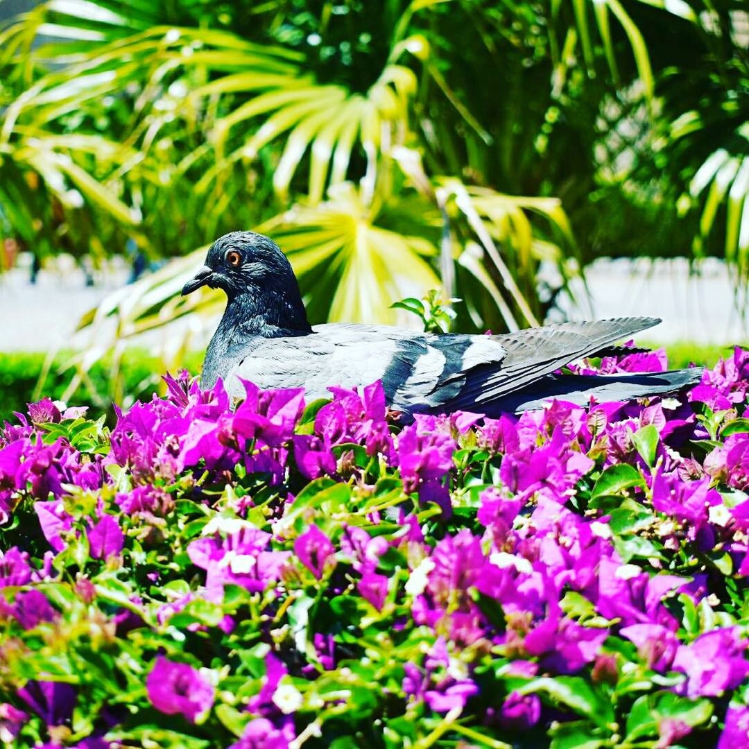 CLOSE-UP OF BIRD PERCHING ON FLOWER