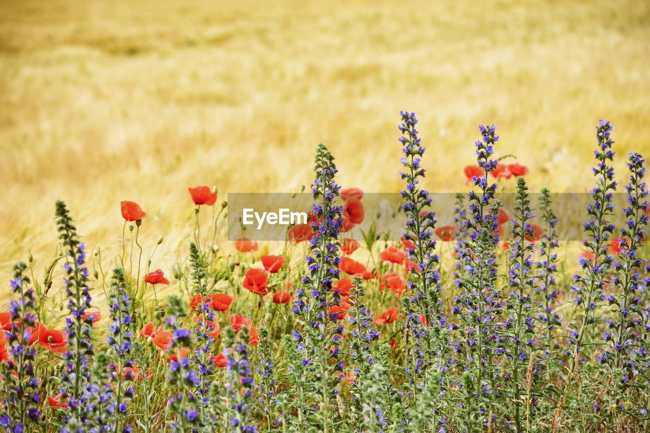 CLOSE-UP OF FLOWERING PLANTS GROWING IN FIELD