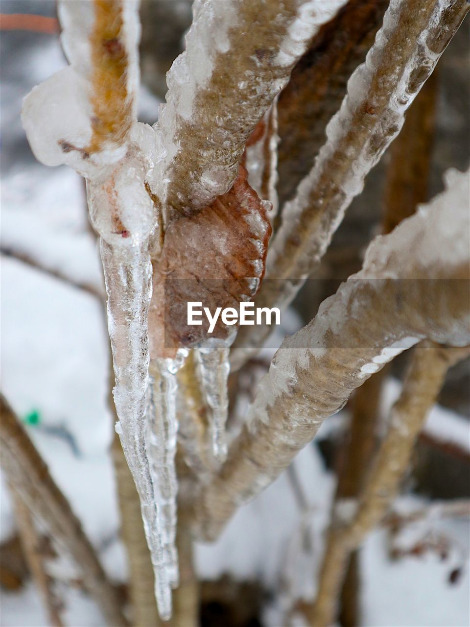 CLOSE-UP OF ICE ON TREE