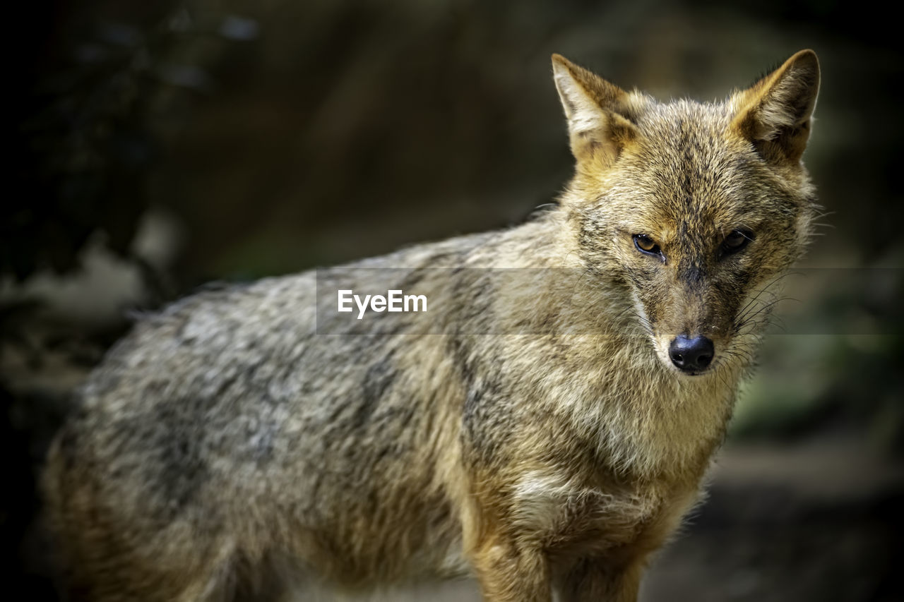 Wolf looking away while standing in forest